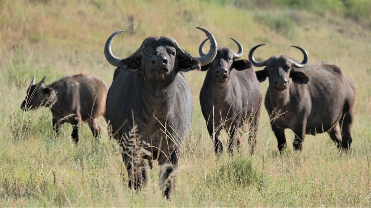 Hunting accommodation