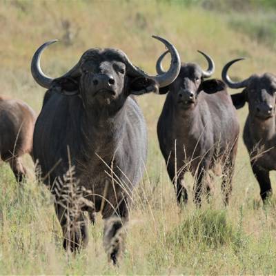 Hunting accommodation
