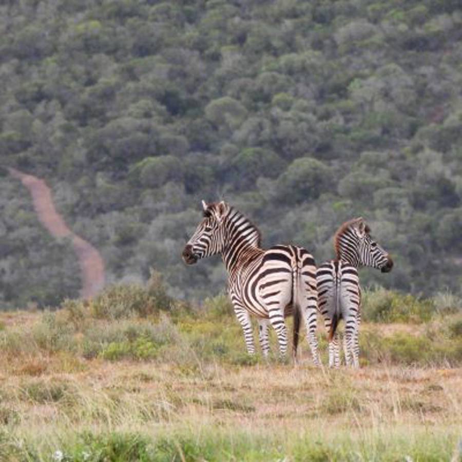 Hunting accommodation