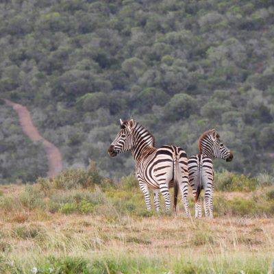 Hunting accommodation