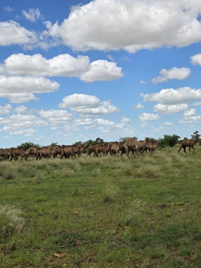 Hunting accommodation