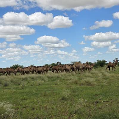 Hunting accommodation