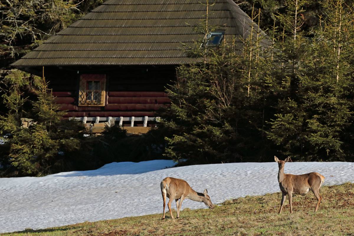 Hunting accommodation