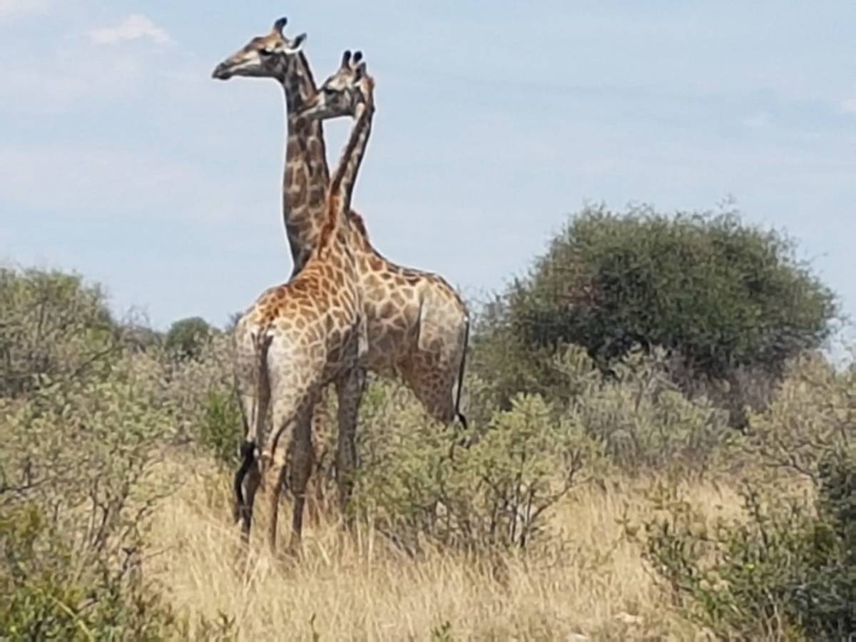 Hunting accommodation