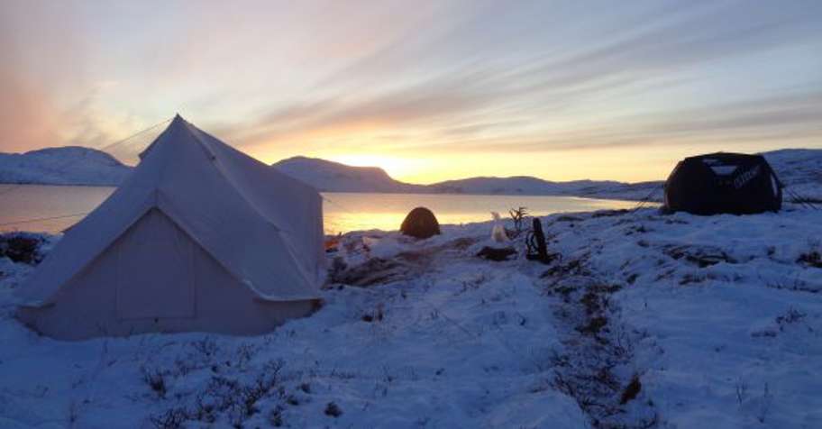 Summer Muskox Hunt 2026 Greenland
