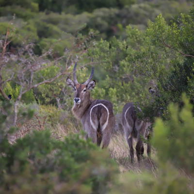 Hunting accommodation