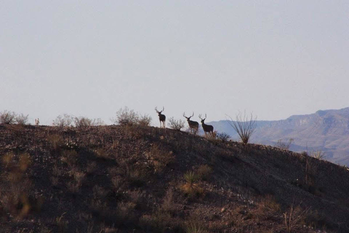 Hunting accommodation