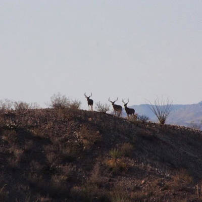 Hunting accommodation