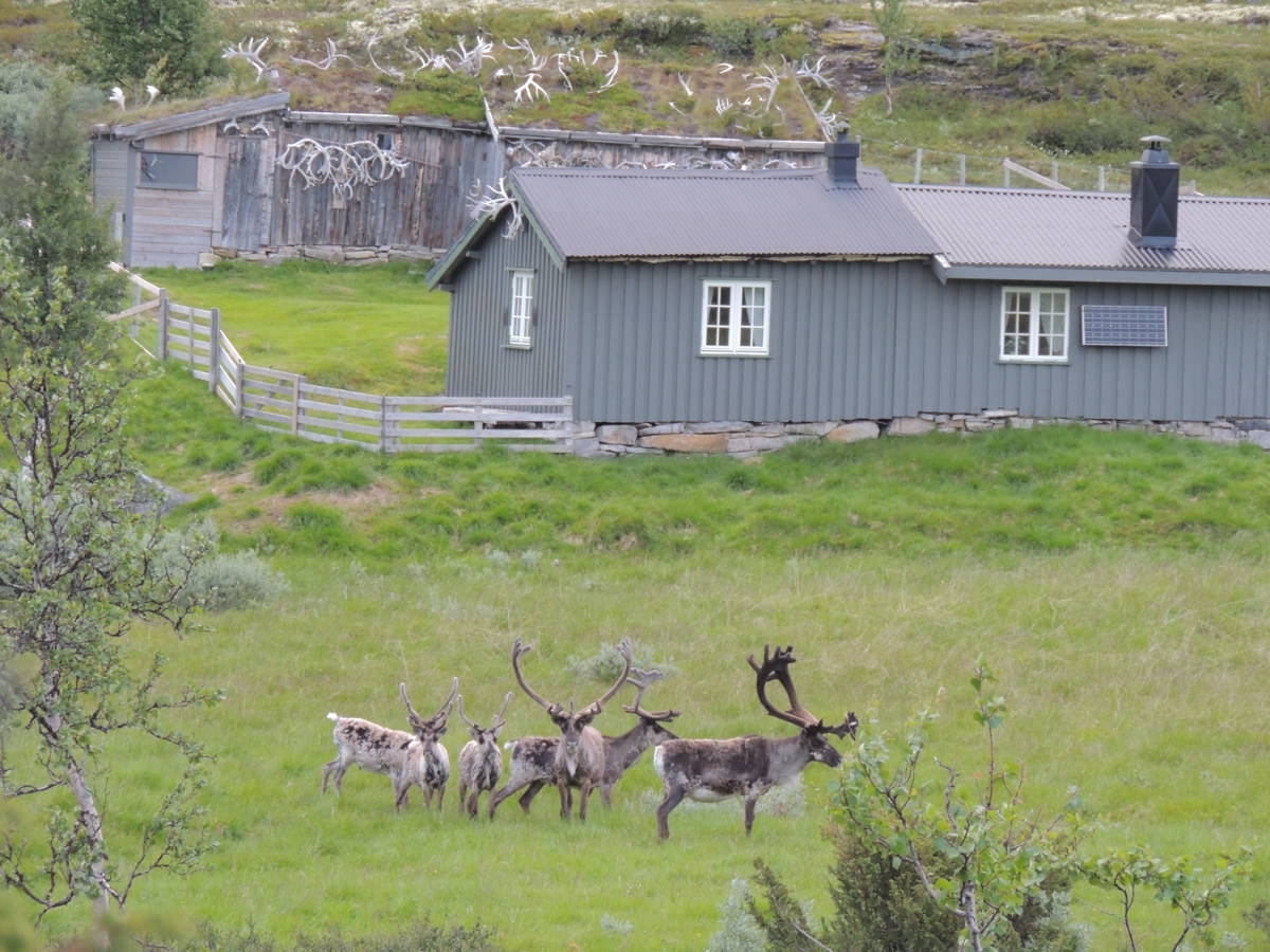 Hunting accommodation
