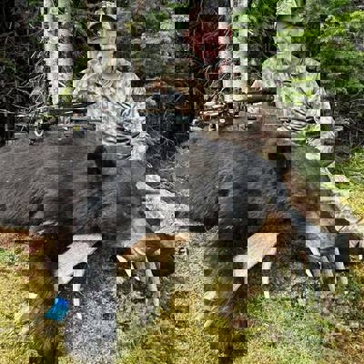 2027 - Spring Black Bear Hunt