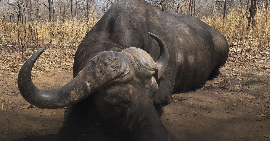 Buffalo Roan Package (1x1)