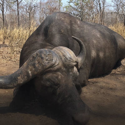 Buffalo Roan Package (1x1)