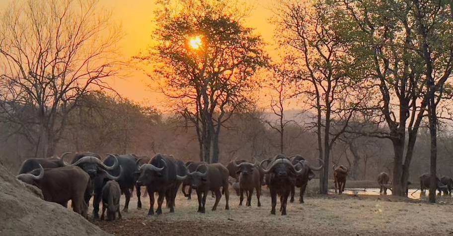 Trophy/cull hunting package and tourism.
