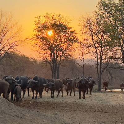 Trophy/cull hunting package and tourism.