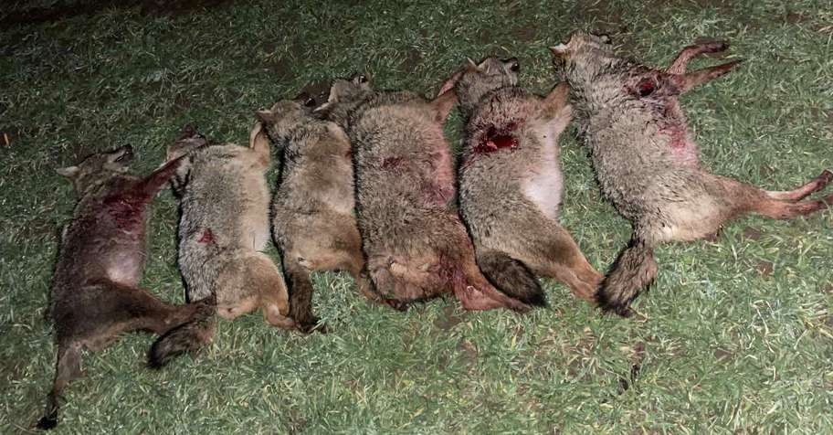 Jackal hunting in Bulgaria