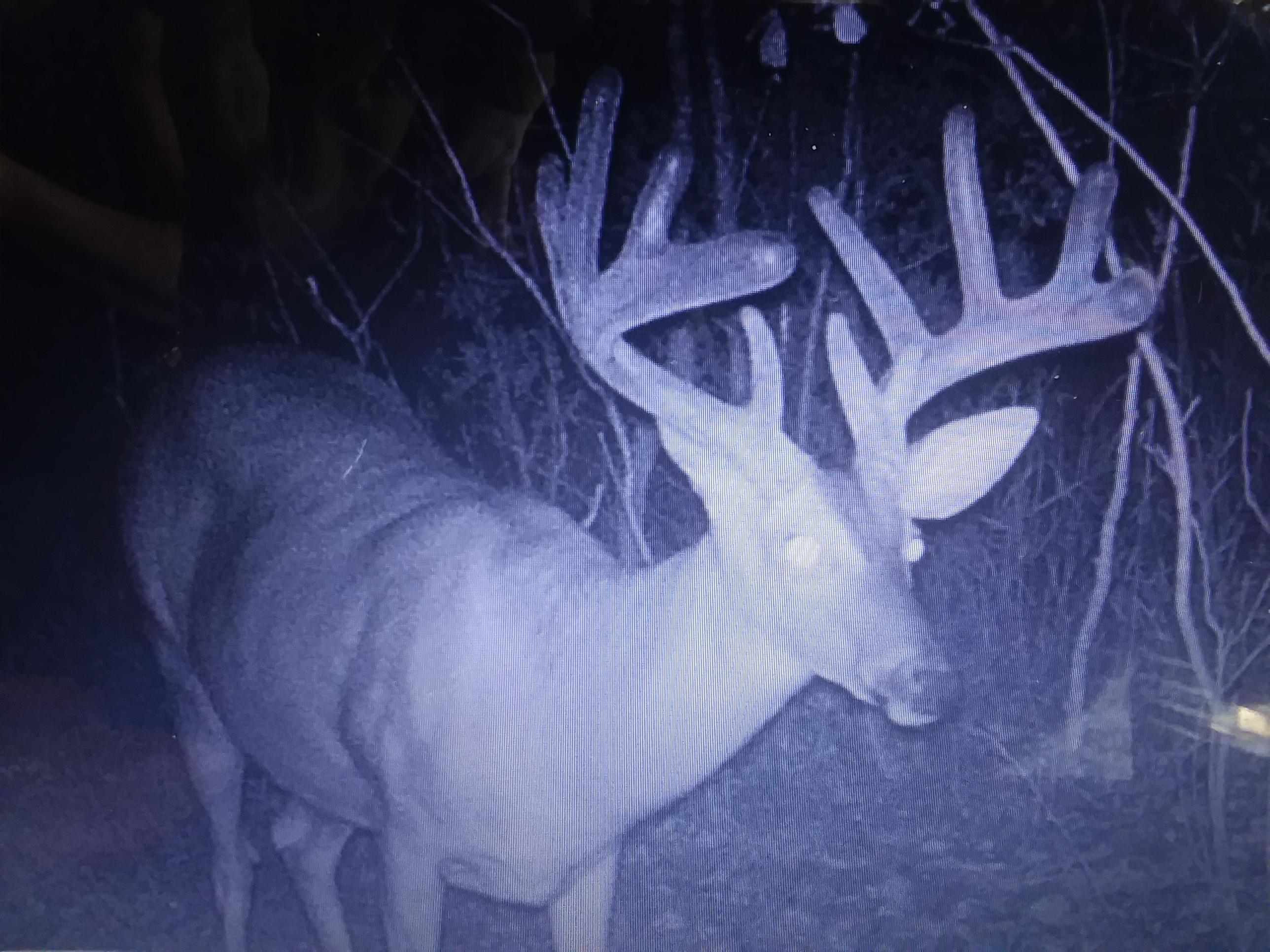 Missouri Hunter Shoots 25-point Ozark Giant with Limited Tim - North  American Whitetail, image size:2576x1932