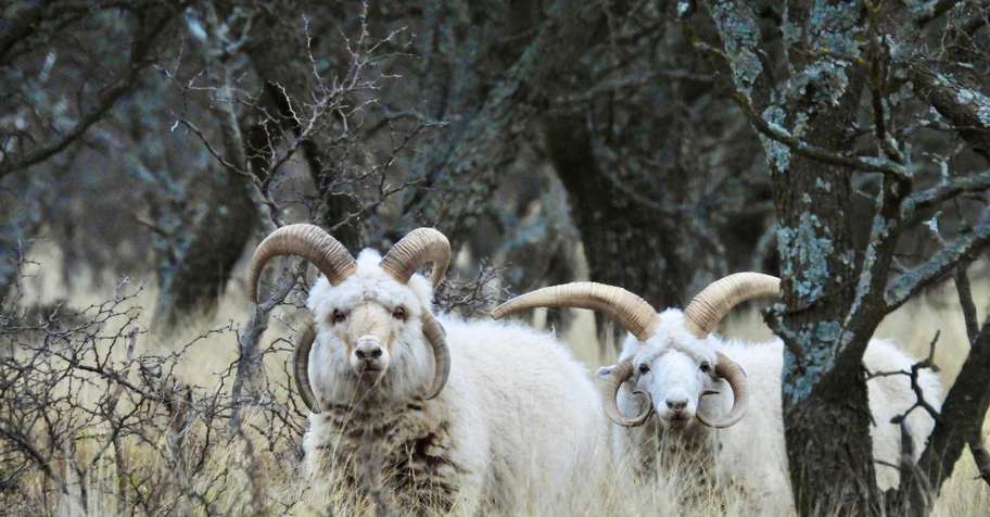 Argentina Horned Trophy Hunt