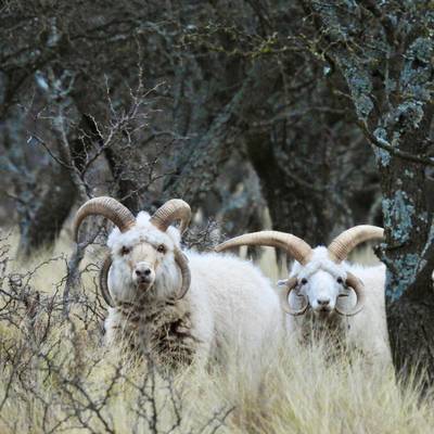 Argentina Horned Trophy Hunt