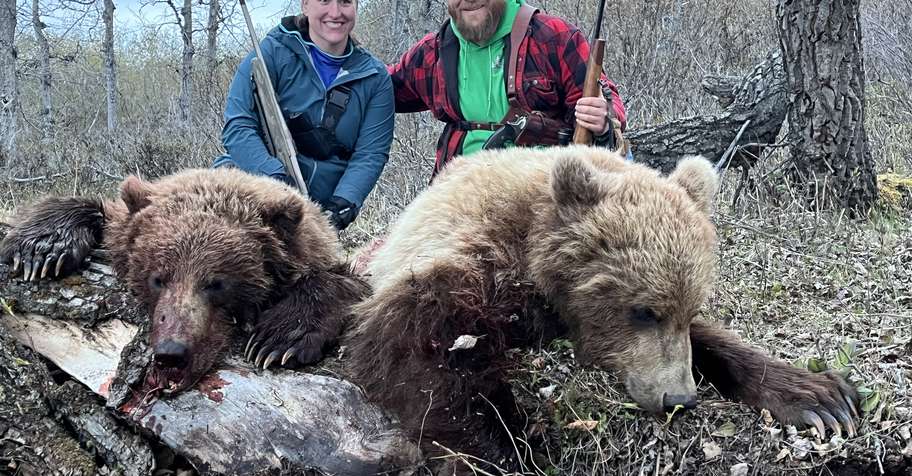 Baited Brown/Grizzly Bear