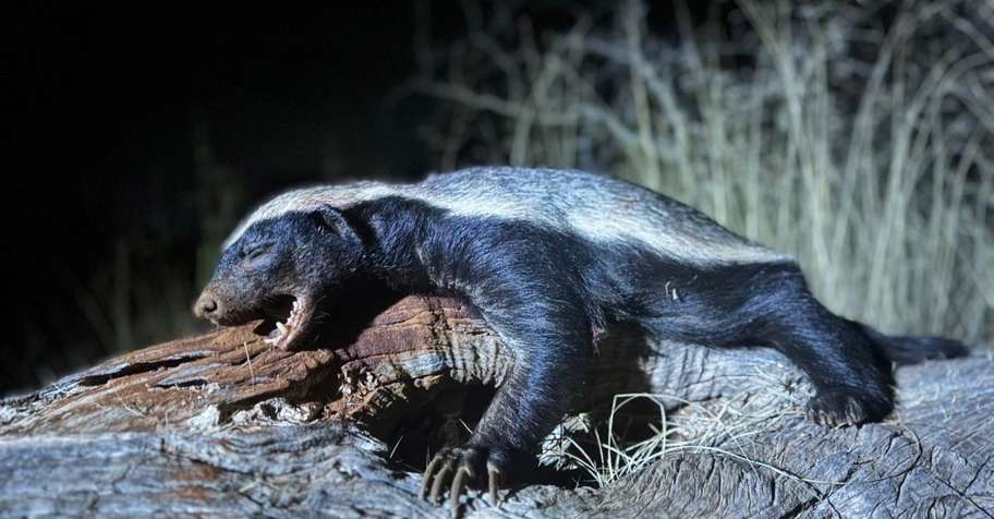 7 Day Honey Badger & Genet Night Safari