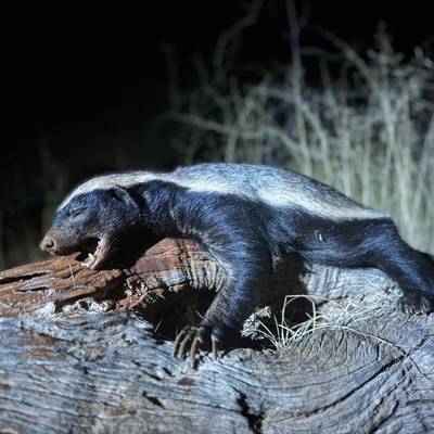 7 Day Honey Badger & Genet Night Safari