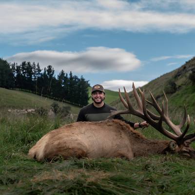 New Zealand Elk / Wapiti 380 SCI