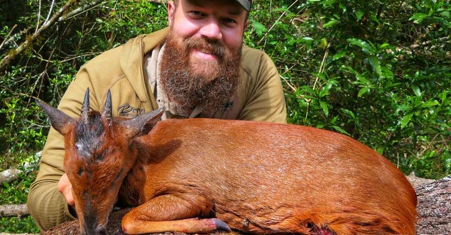 Red Duiker Safari