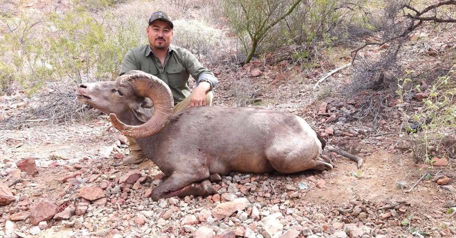 Sonora Desert Bighorn Sheep Hunt
