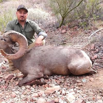Sonora Desert Bighorn Sheep Hunt