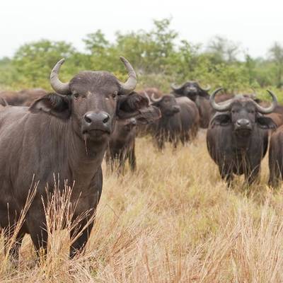 Buffalo Cow Hunting (1x1)