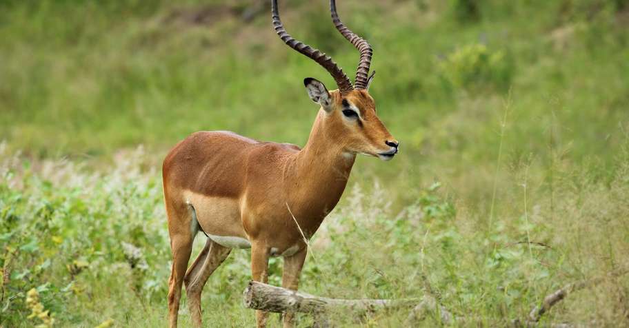 20 Animal Cull Package - 5 Species (1x1)