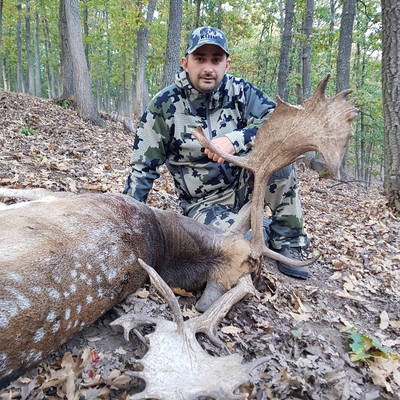 Fallow dееr silver medal hunt Bulgaria