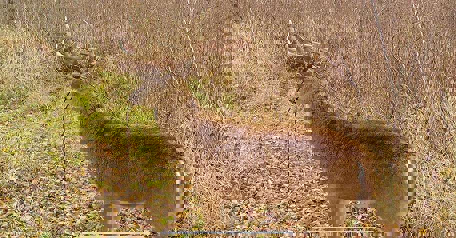 Trophy White-Tail Muzzleloader Hunt