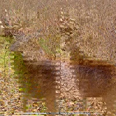 Trophy White-Tail Muzzleloader Hunt