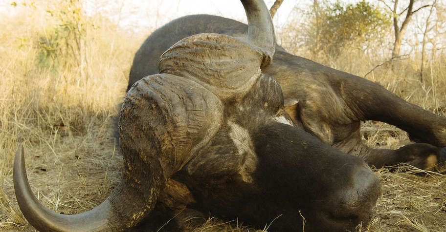 Buffalo Big Game Package (1x1)