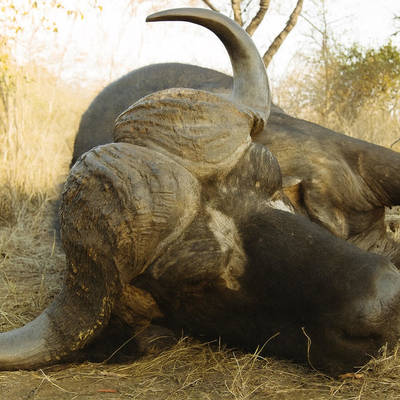 Buffalo Big Game Package (1x1)