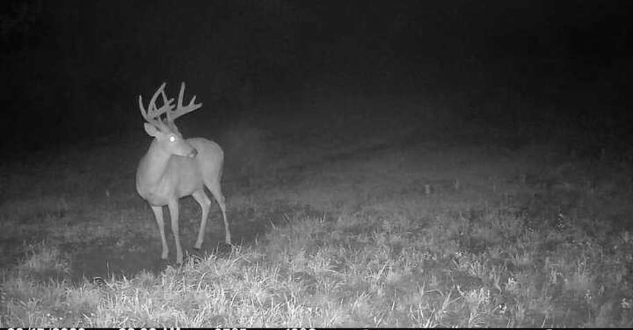 WHITETAIL DEER BUCK Rifle 4 DAY