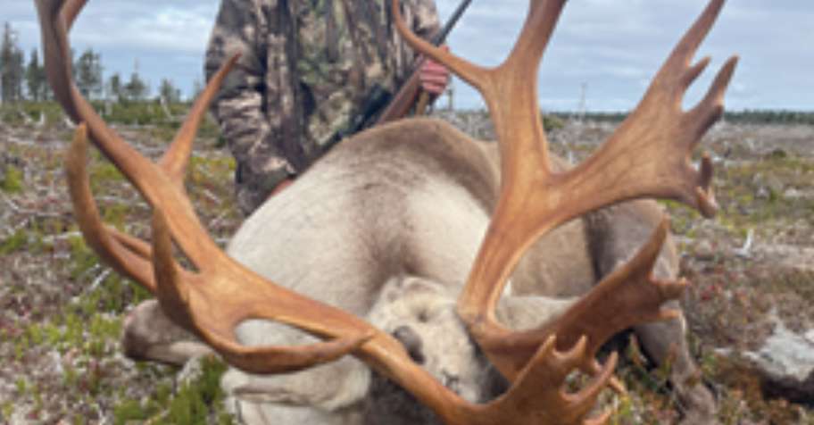 Boone & Crockett Size Caribou '26
