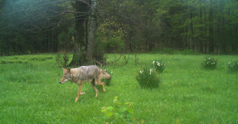 Coyote/Predator Hunt 2026