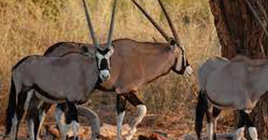 Build your own package Rifle hunt