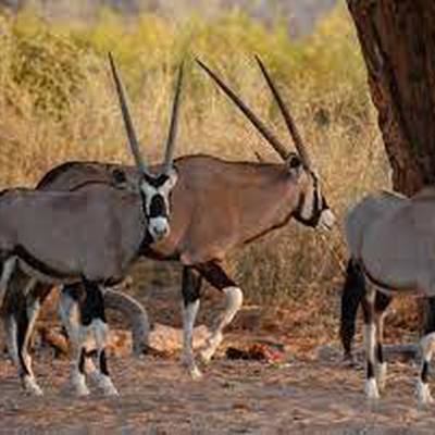 Build your own package Rifle hunt