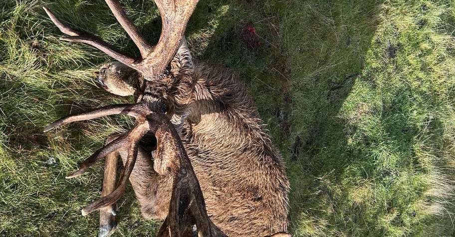 Red Stag up to 620 SCI