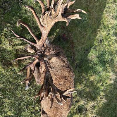 Red Stag up to 620 SCI