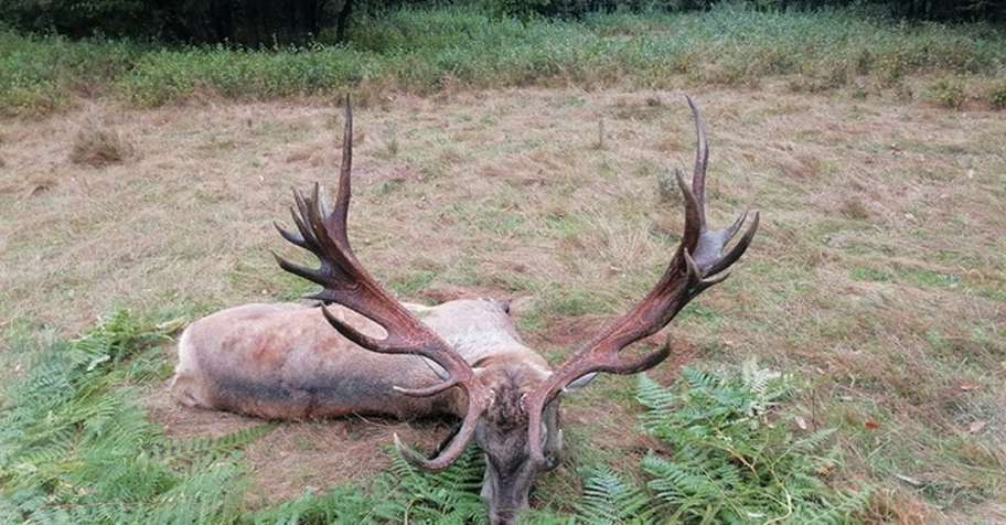 Red Stag hunting