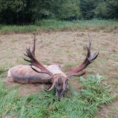Red Stag hunting