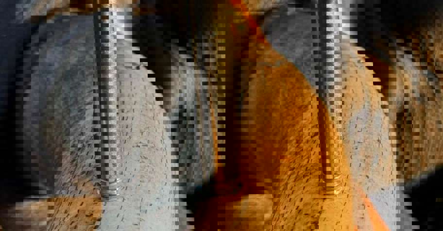 10 Day Elephant Exceptional Deal