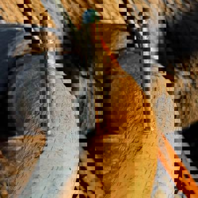 10 Day Elephant Exceptional Deal