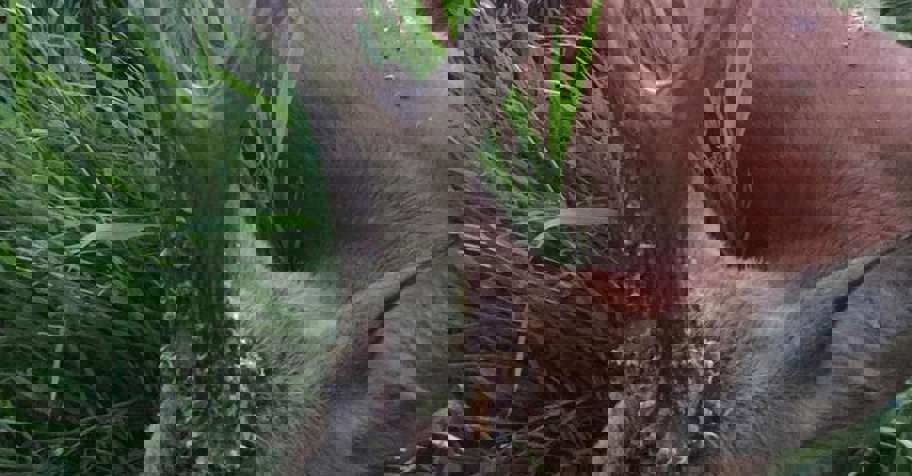 Premier roebuck hunt in Starygród