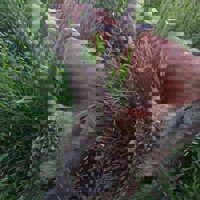 Premier roebuck hunt in Starygród