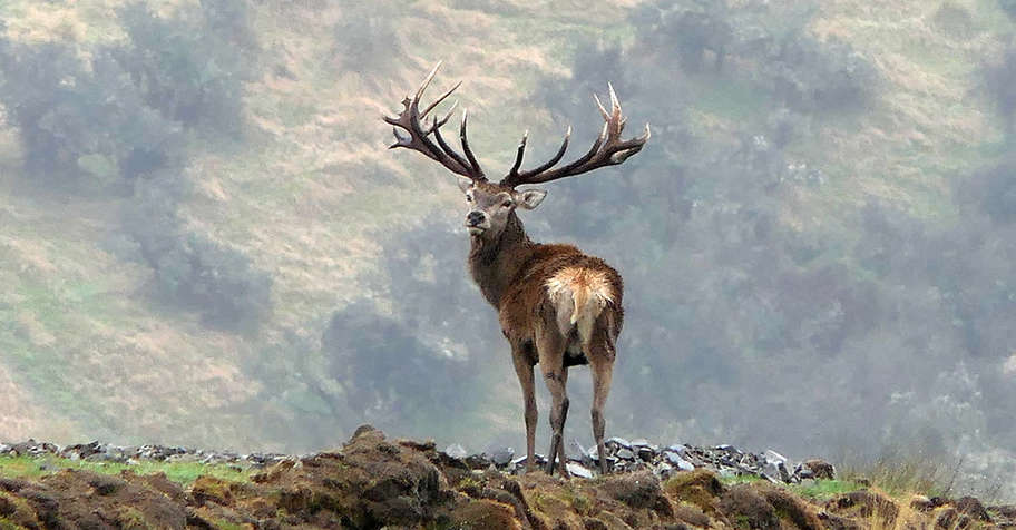 2027 400" Red Stag Special - 2x1